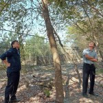 簡福榮總經(jīng)理（圖右）與吳志輝建築師（圖左），各自從不同方向繞樹觀察評(píng)估，並想像著未來住戶在樹下抬頭望見的景象。