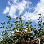 山嵐、雲(yún)霧、烈陽(yáng)、雨霖的相伴，遍部在山間園裡，是一包包、一串串的結(jié)晶。