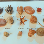 這些小小果實(shí)種子您認(rèn)得哪些呢？