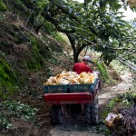 隨著搬運(yùn)車(chē)的引擎轟隆隆地發(fā)動(dòng)，行駛在山間顛簸的小徑上，已被裝箱的梨子正準(zhǔn)備滿載而歸。