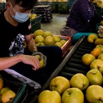 年復(fù)一年承擔(dān)著梨群的重量，進(jìn)行拆袋剪枝的程序，熟練的做著熟悉的步驟，將一顆顆的梨子剪枝後成箱，準(zhǔn)備進(jìn)行到分級(jí)的階段。