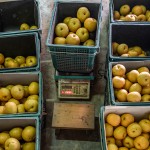 將每一顆梨子分級(jí)到屬於自己的舒適圈，每一個(gè)步驟都是手的溫度，感受與梨子密不可分的餘韻。