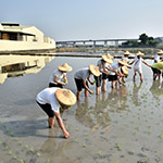 雖然插秧是同仁們的第一次，但看起來有模有樣，我們也體會(huì)到農(nóng)夫的辛苦了。