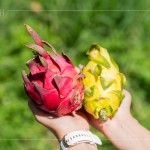 火龍果屬於外來品種，最早是由荷蘭引進(jìn)，產(chǎn)季為每年三月到十一月，當(dāng)天品嚐『紅皮紅肉種』、『紅皮白肉種』，以及產(chǎn)量較少但甜度更高的『黃皮白肉種』。