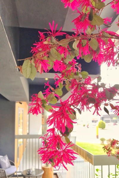 相遇森鄰－聆聽(tīng)花開(kāi)的聲音